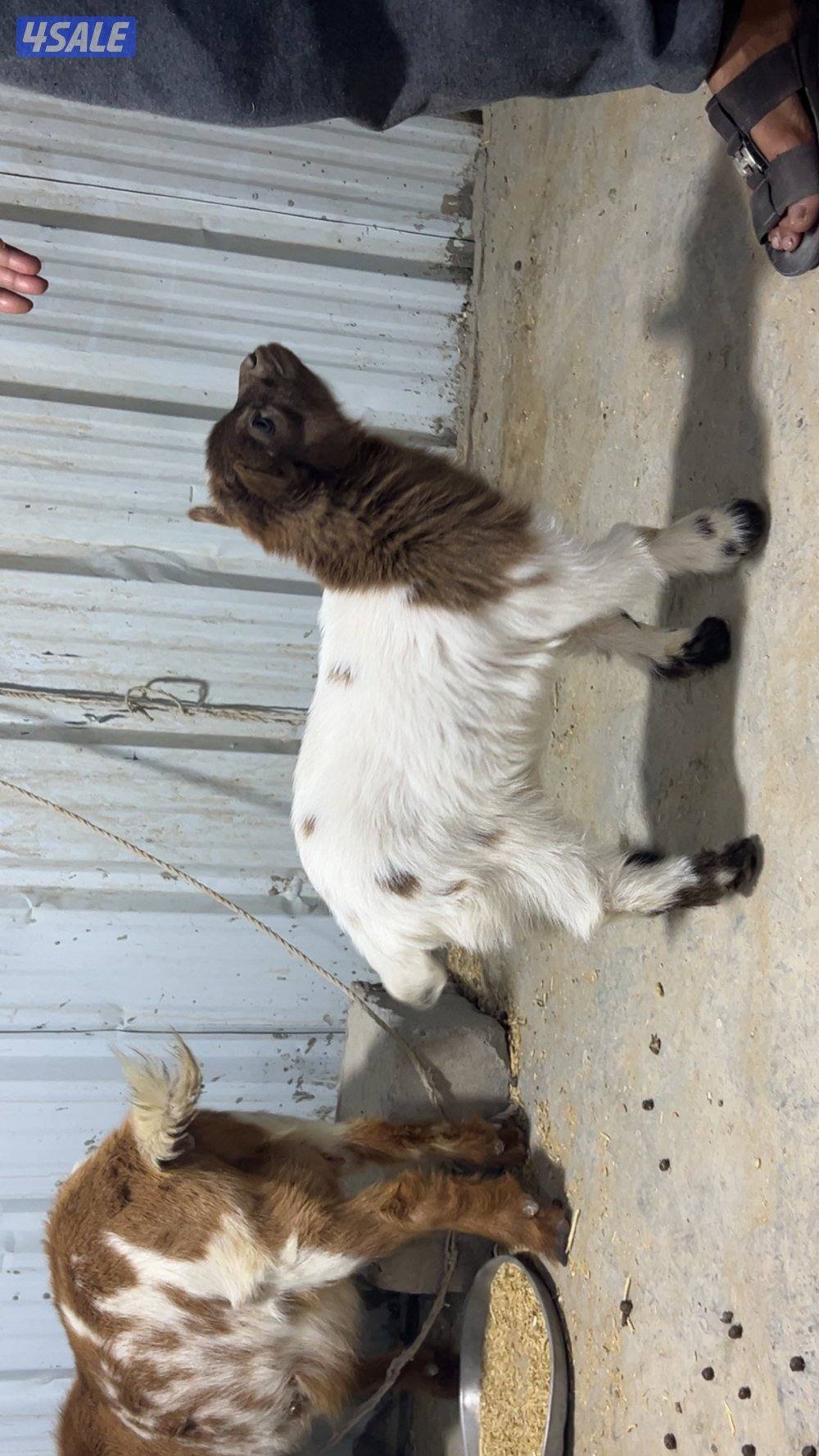 للبيع مطفل جيكية ثني سن وديد تحتها تيس التواصل واتساب1