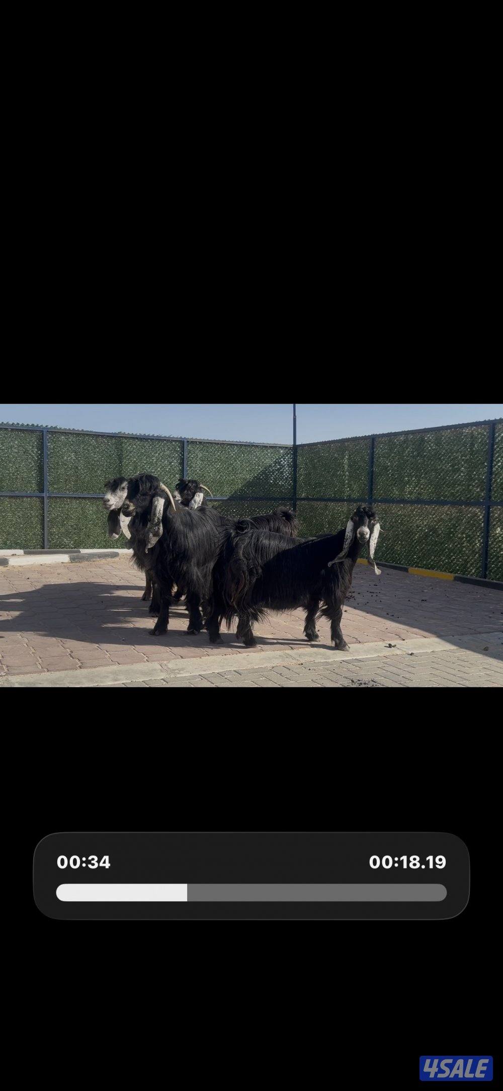 عوارض العداد 5 مع الفحل ربش وحده كريميه0