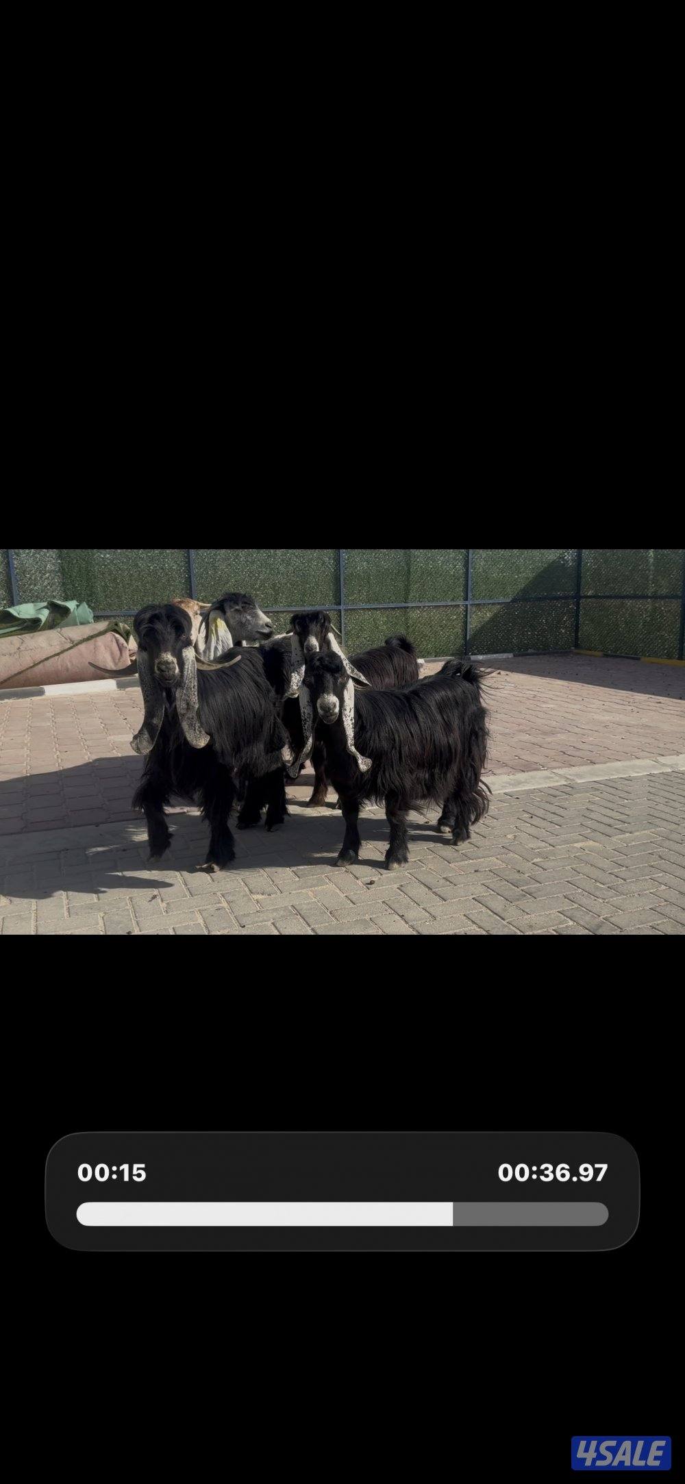 عوارض العداد 5 مع الفحل ربش وحده كريميه1