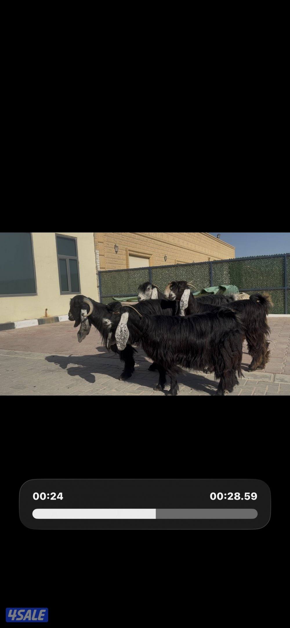 عوارض العداد 5 مع الفحل ربش وحده كريميه2