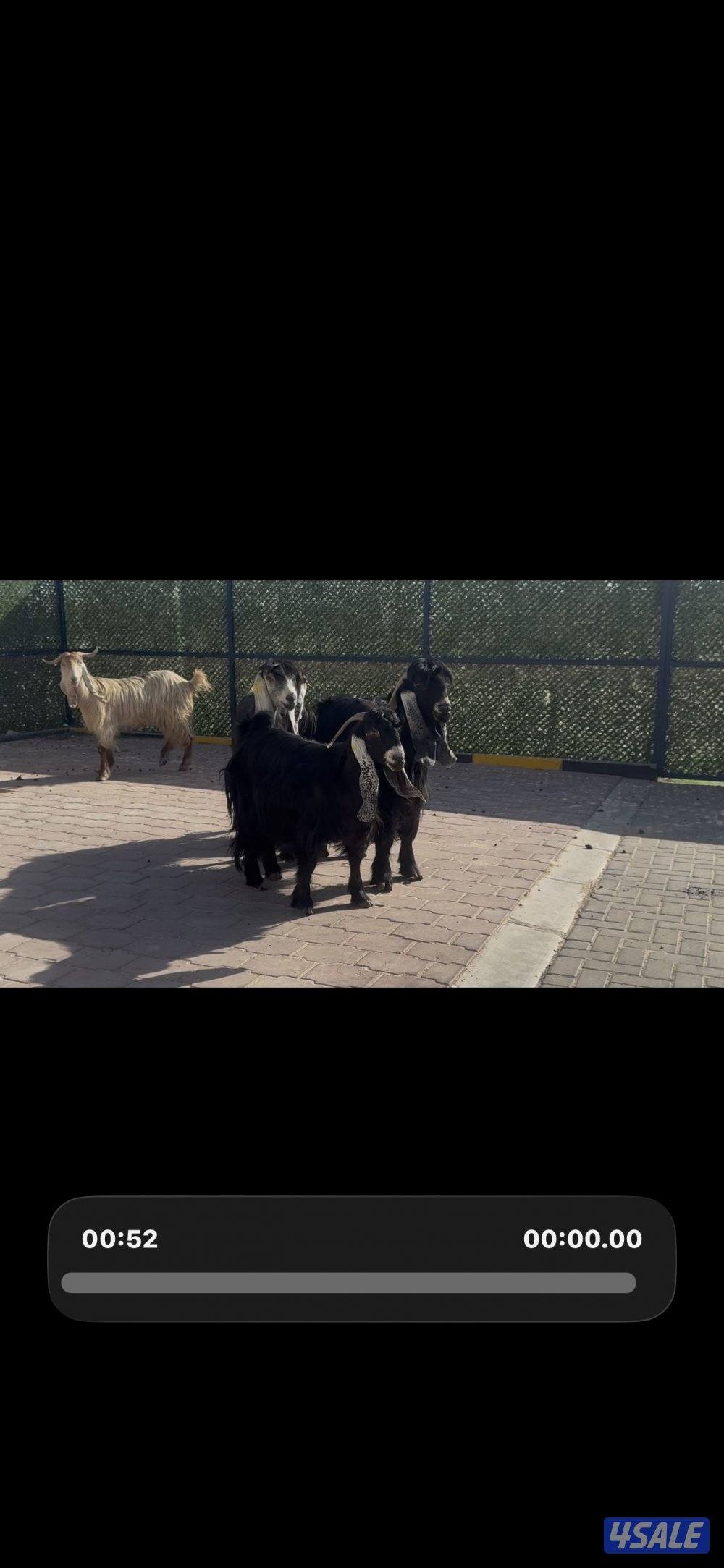 عوارض العداد 5 مع الفحل ربش وحده كريميه3