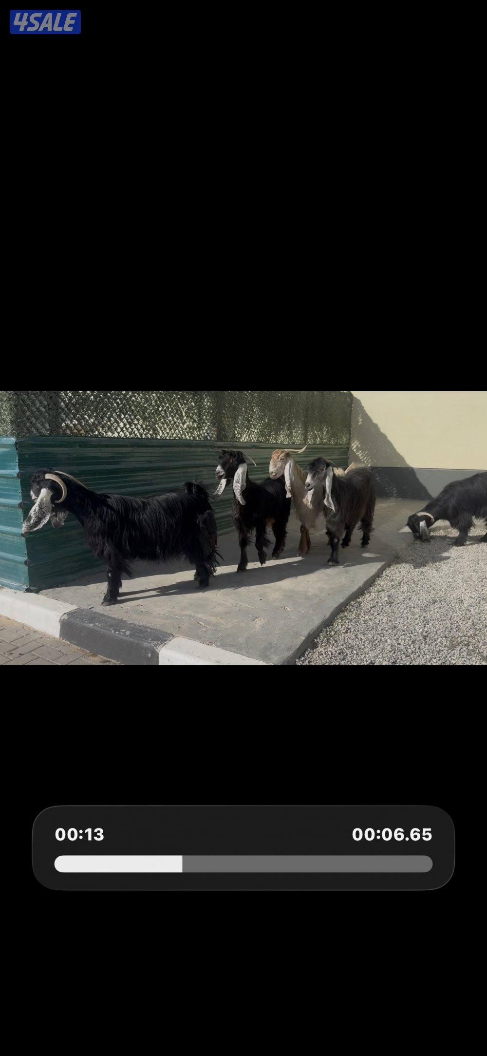 عوارض العداد 5 مع الفحل ربش وحده كريميه4