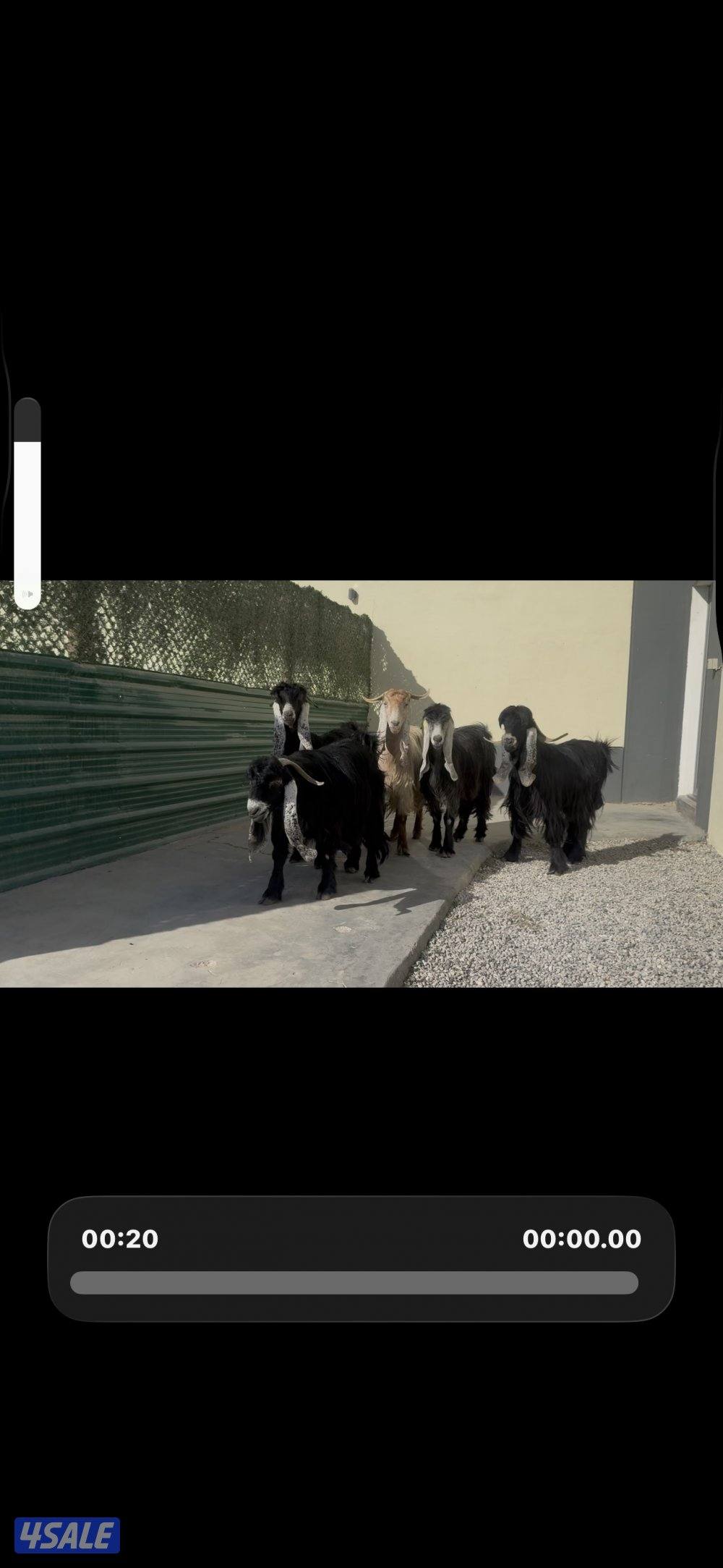 عوارض العداد 5 مع الفحل ربش وحده كريميه5