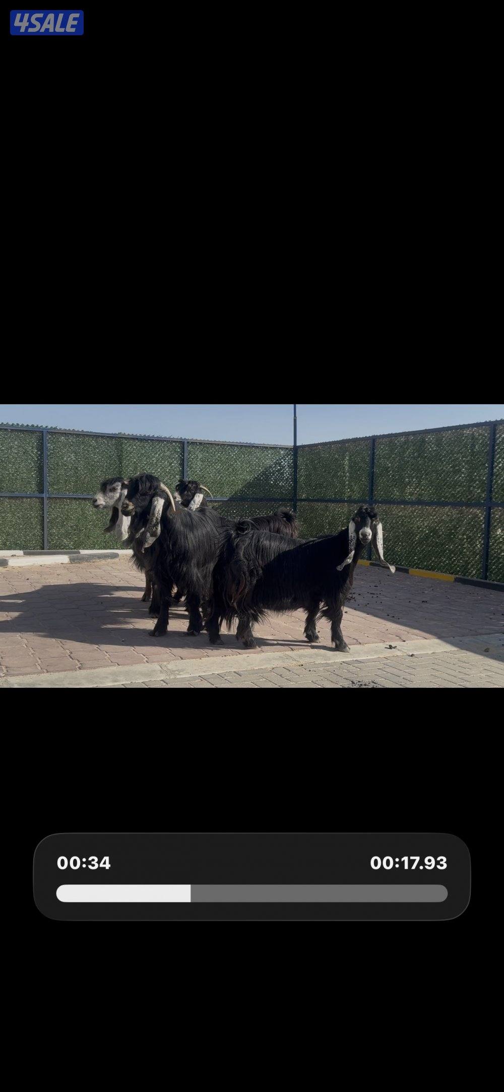 عوارض العداد 5 مع الفحل ربش وحده كريميه6