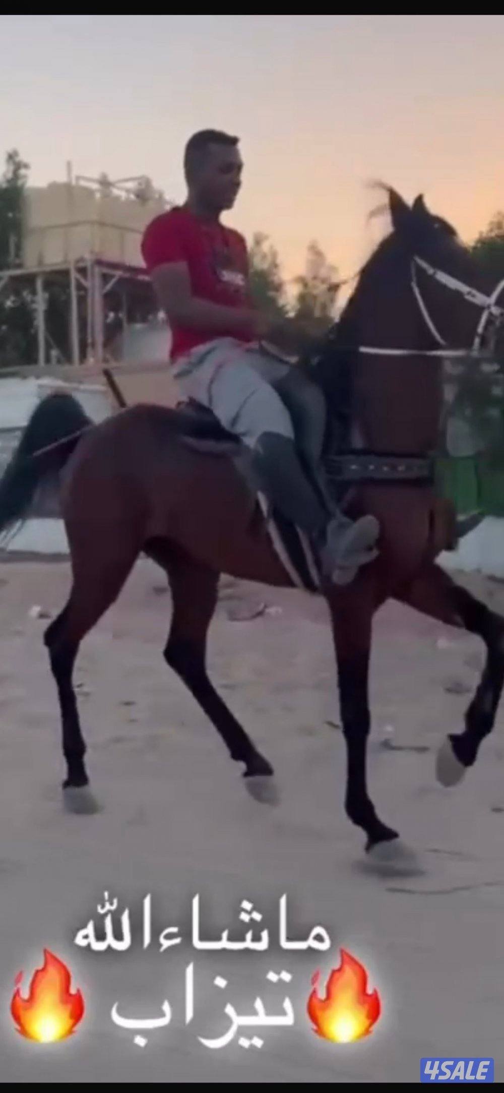 للبيع حصان مصري للبيع خيل6 / 5 / 8 / 3 / 1 / 5 / 1 / 3 اكتب الرقم عكس1