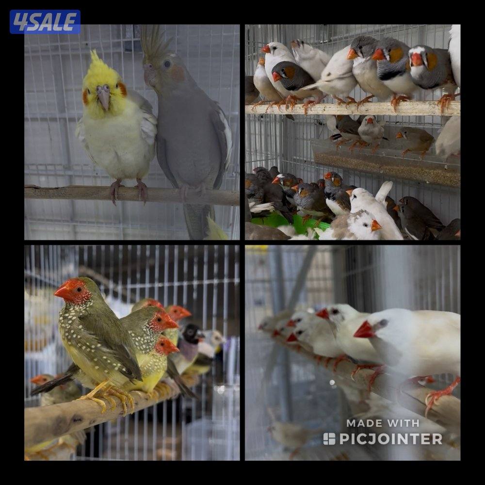 دفعة كروان، زيبرا،طيور الحب و فنشات و بلابل و حساسين تغريد0