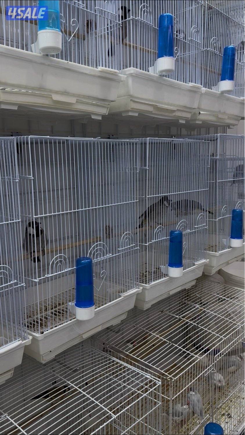 دفعة كروان، زيبرا،طيور الحب و فنشات و بلابل و حساسين تغريد2