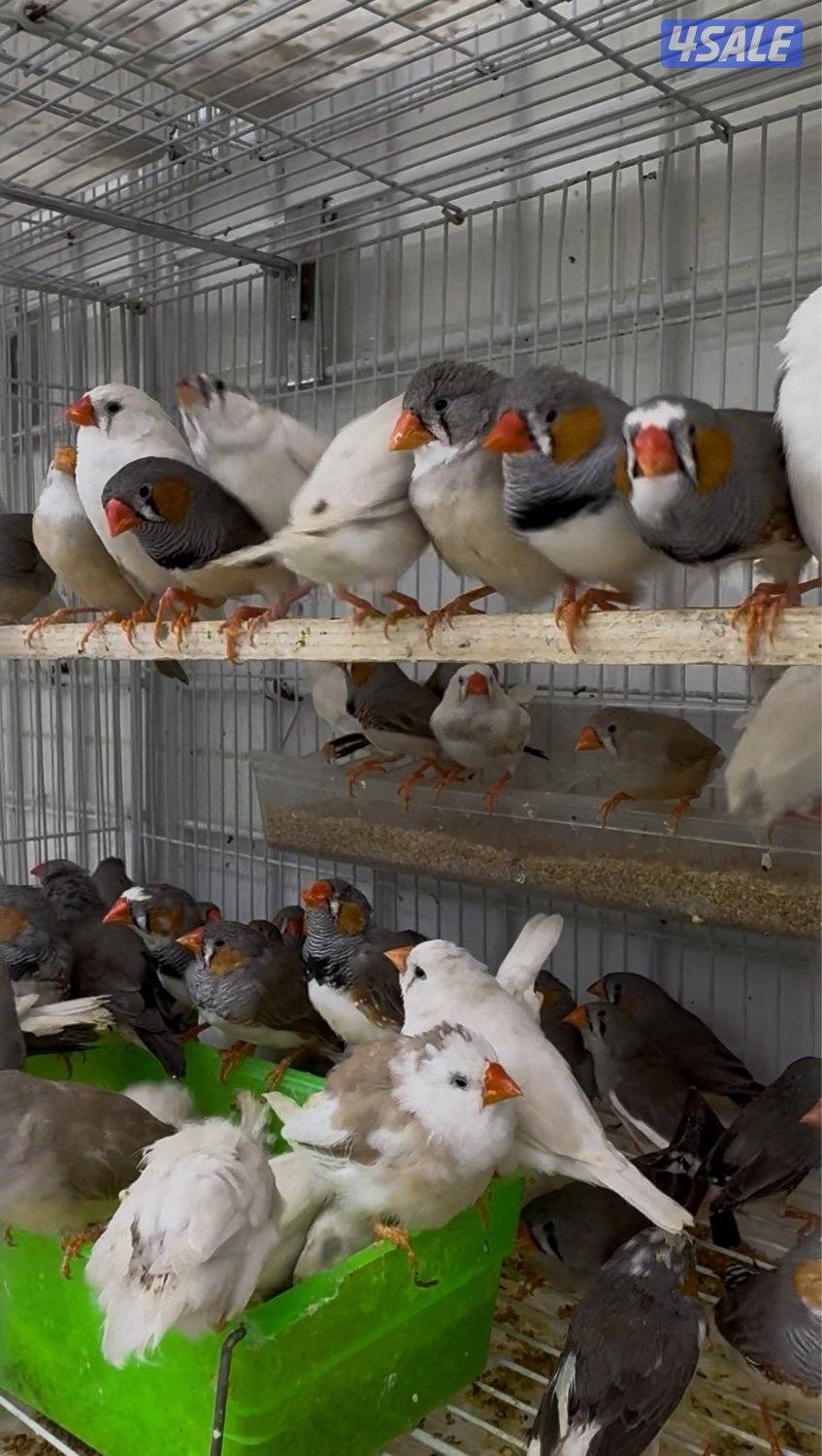 دفعة كروان، زيبرا،طيور الحب و فنشات و بلابل و حساسين تغريد3