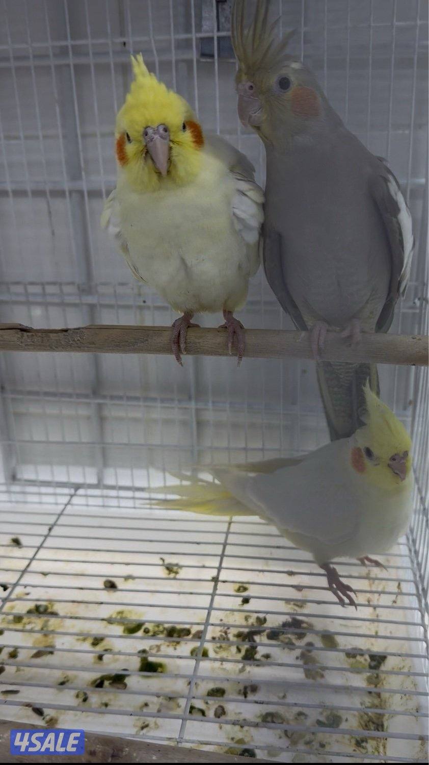 دفعة كروان، زيبرا،طيور الحب و فنشات و بلابل و حساسين تغريد4