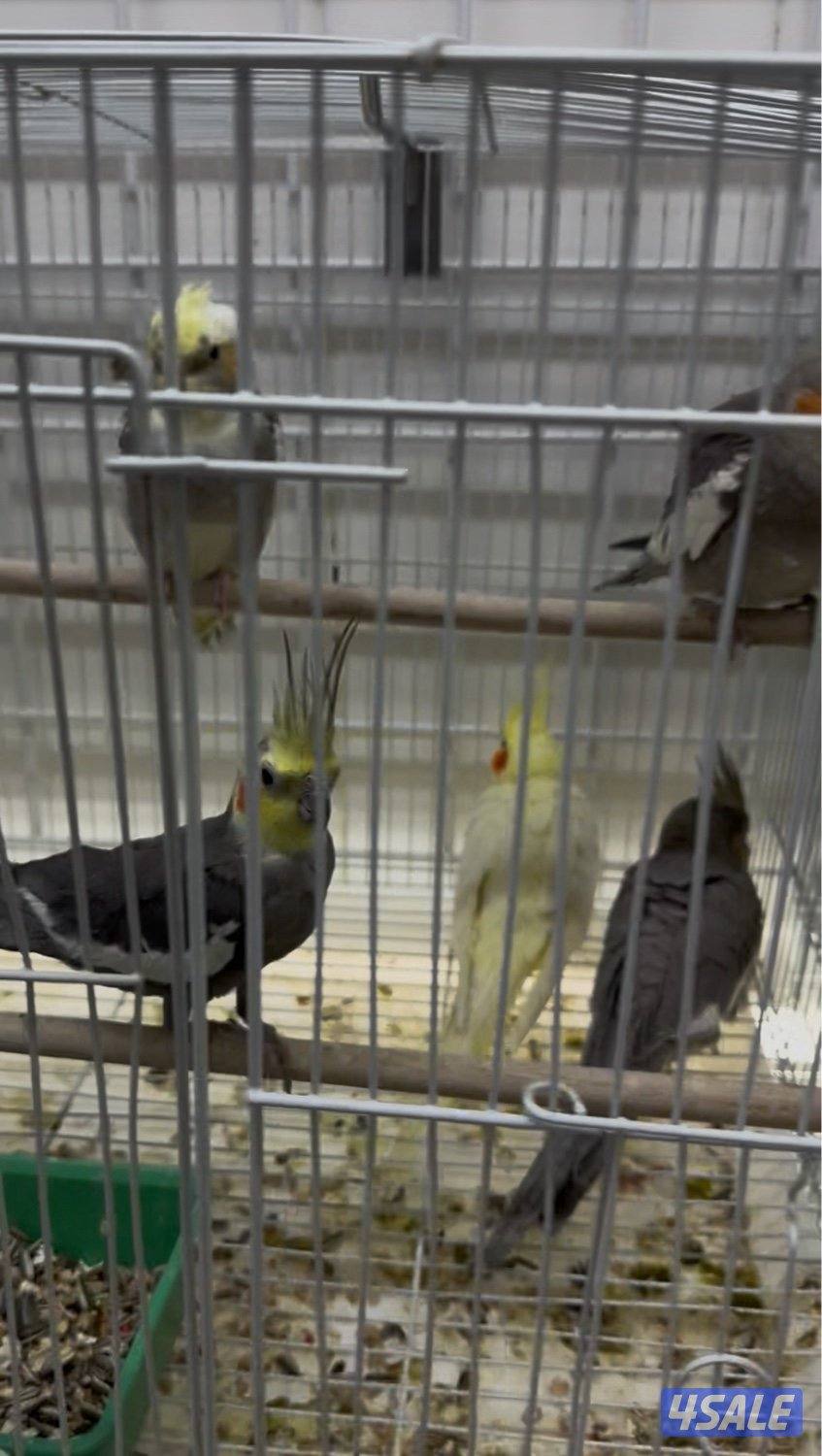 دفعة كروان، زيبرا،طيور الحب و فنشات و بلابل و حساسين تغريد5