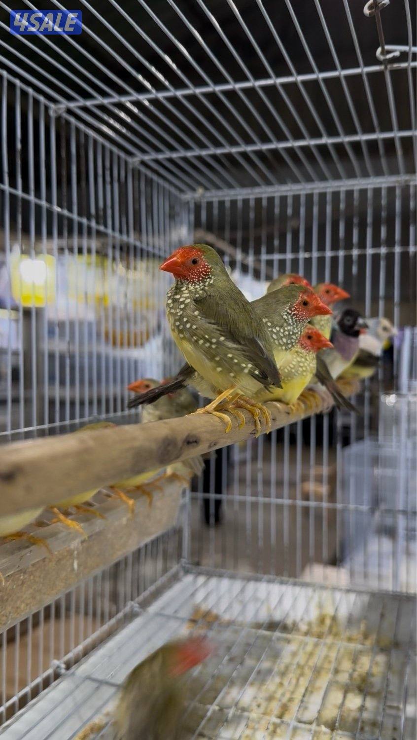 دفعة كروان، زيبرا،طيور الحب و فنشات و بلابل و حساسين تغريد6