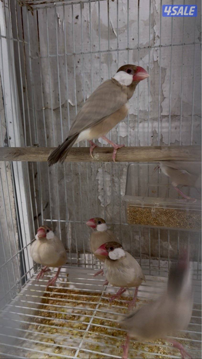 دفعة كروان، زيبرا،طيور الحب و فنشات و بلابل و حساسين تغريد7