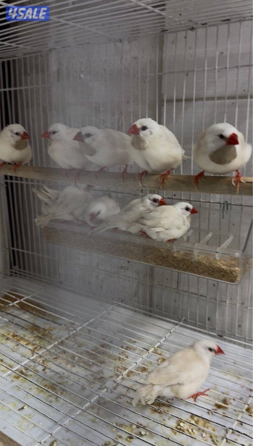 دفعة كروان، زيبرا،طيور الحب و فنشات و بلابل و حساسين تغريد8