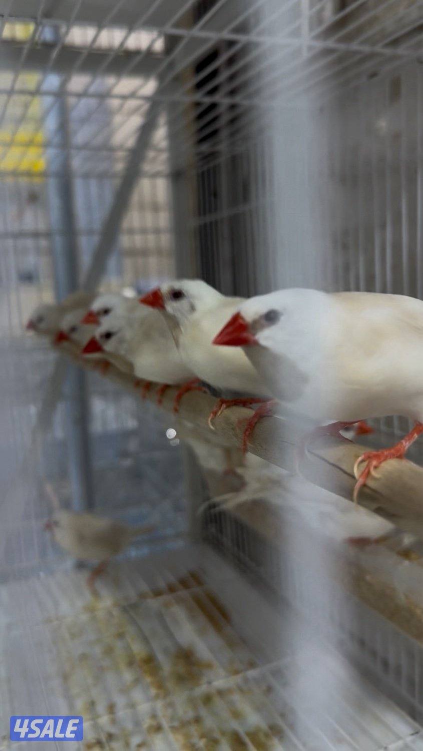 دفعة كروان، زيبرا،طيور الحب و فنشات و بلابل و حساسين تغريد9