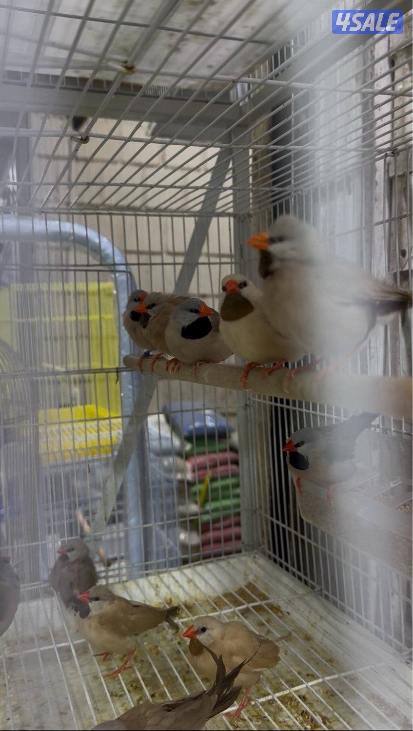 دفعة كروان، زيبرا،طيور الحب و فنشات و بلابل و حساسين تغريد10