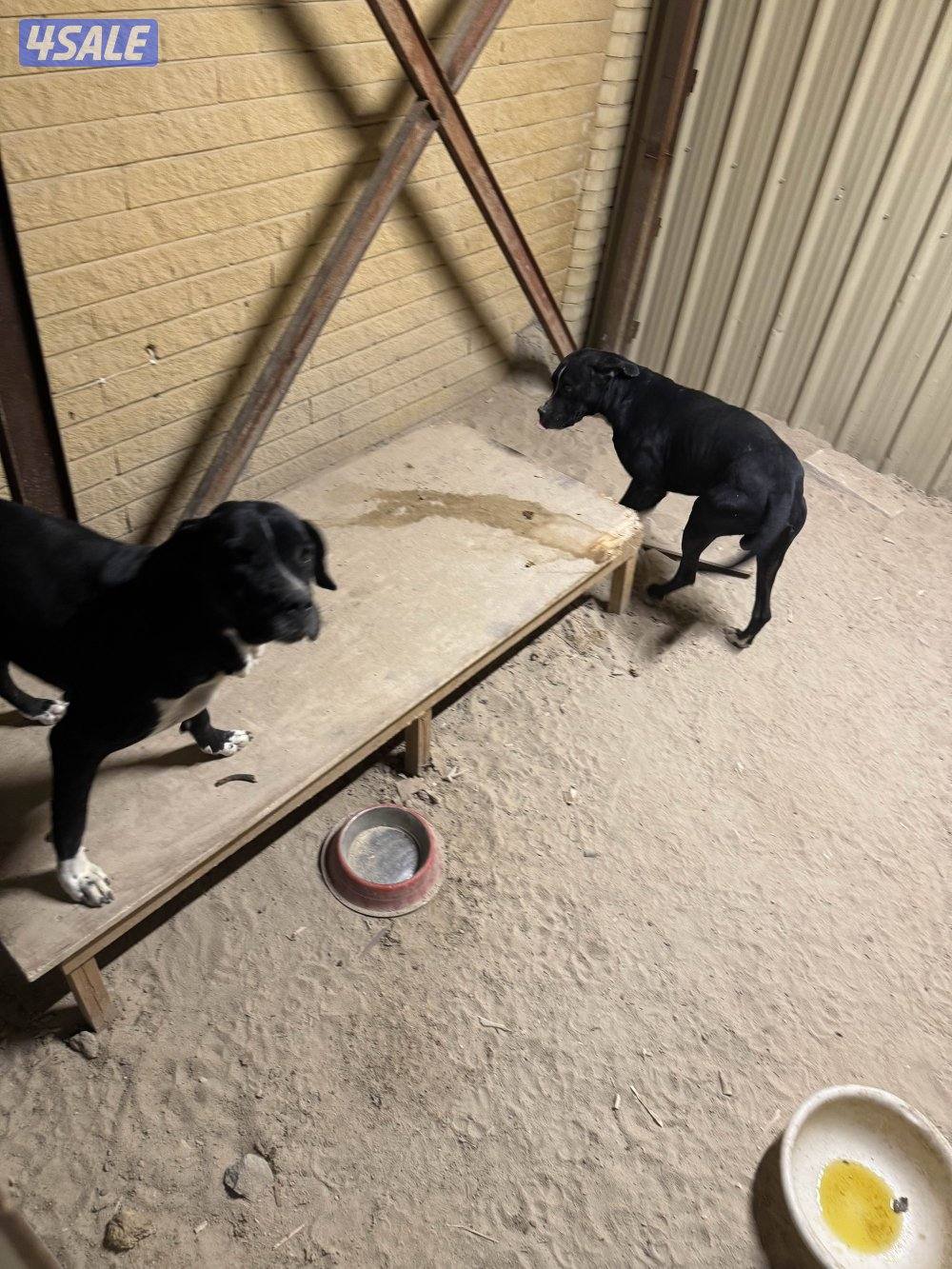 بلادور بريطاني0