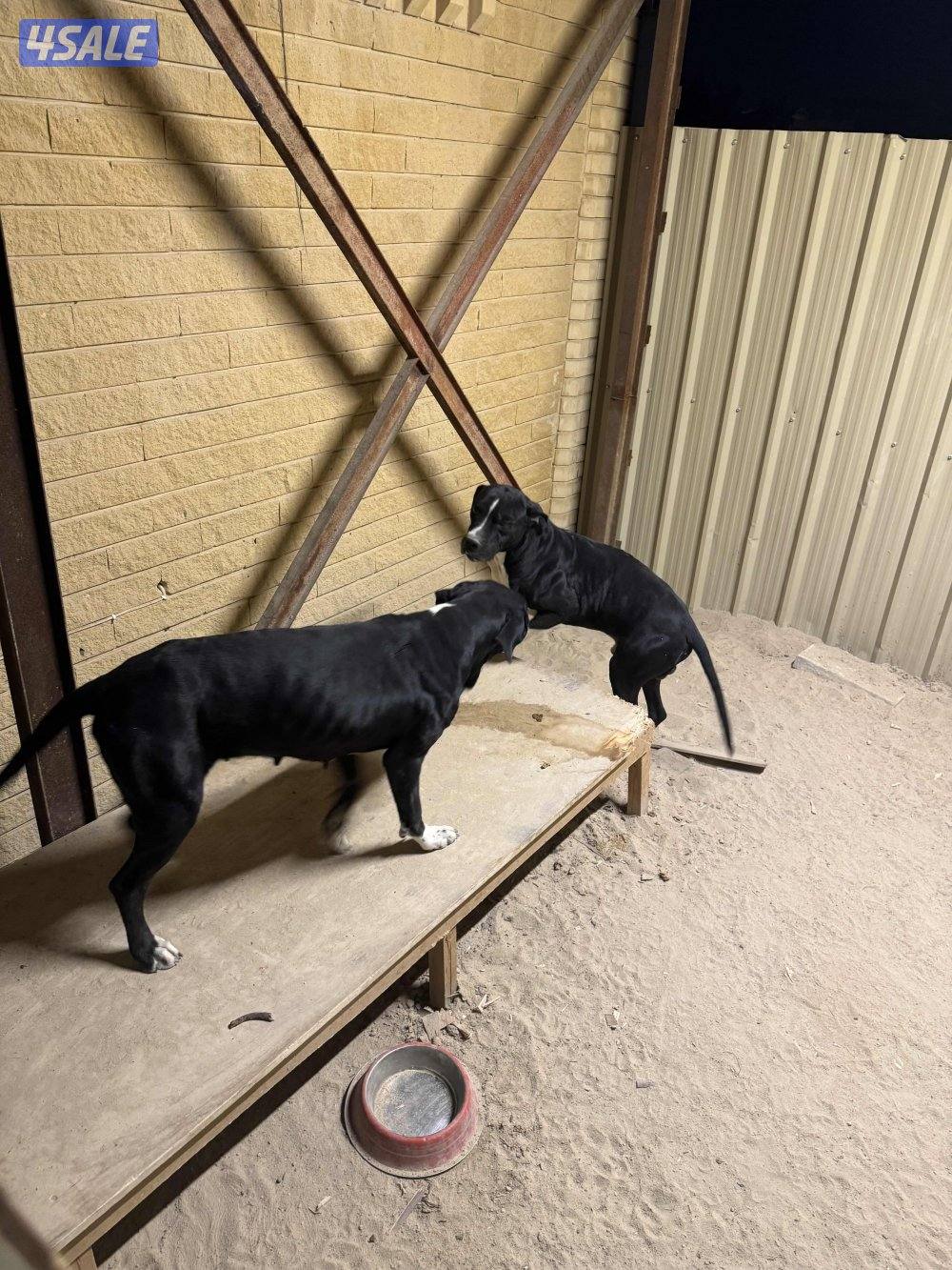 بلادور بريطاني1