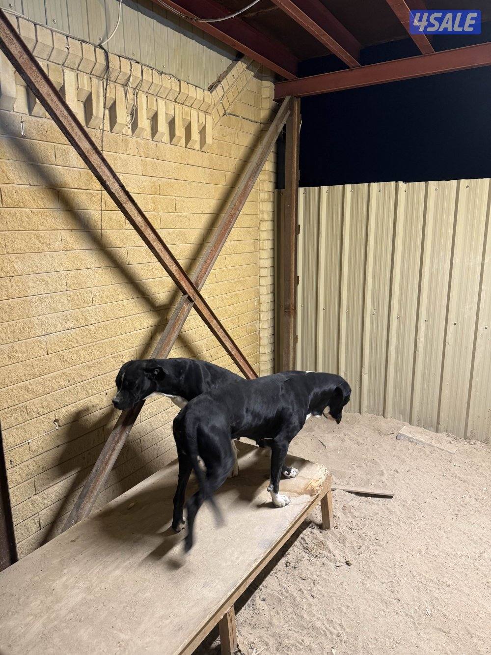 بلادور بريطاني2