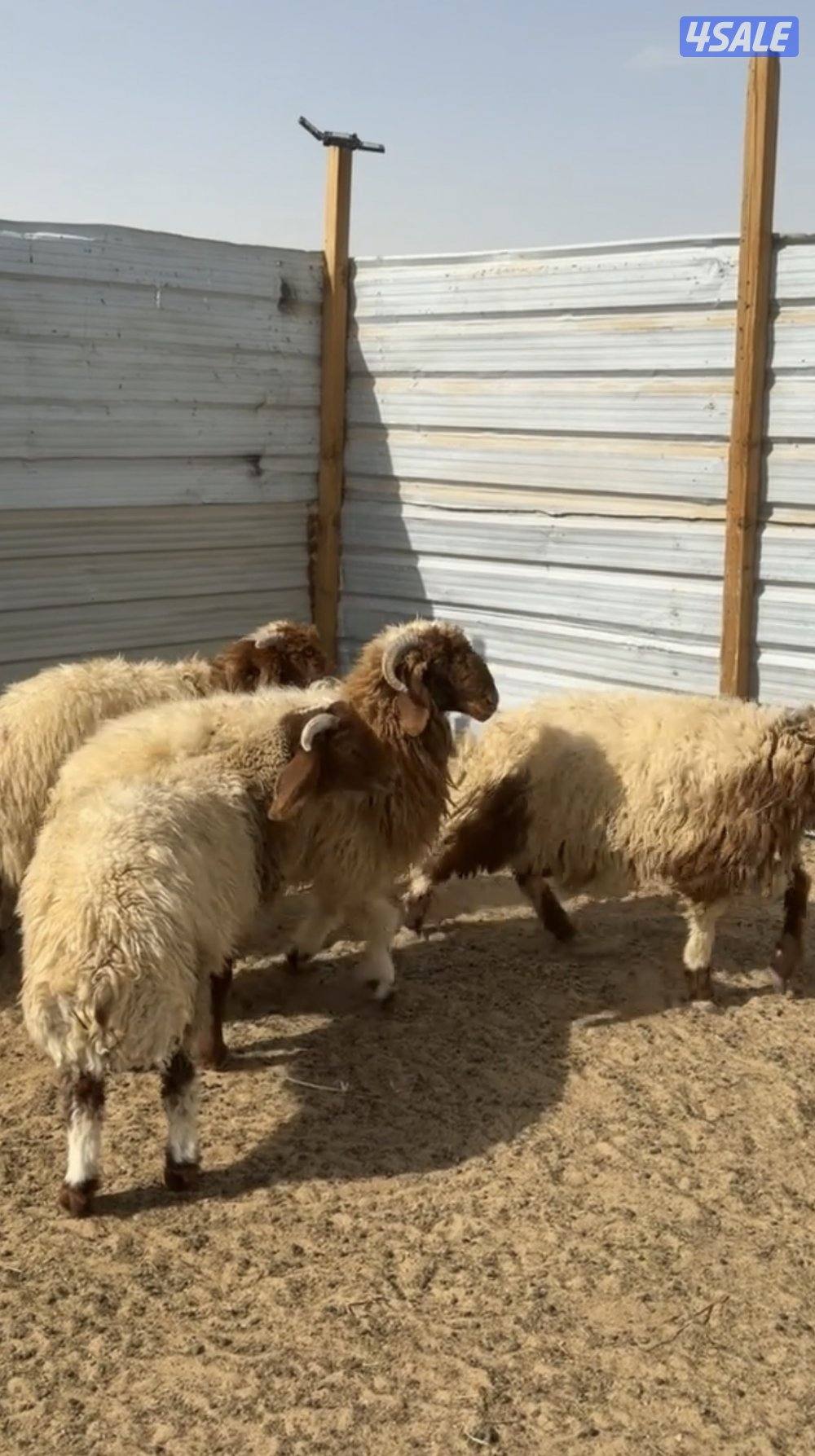 للبيع ذبايح ابو سعد المطيري0