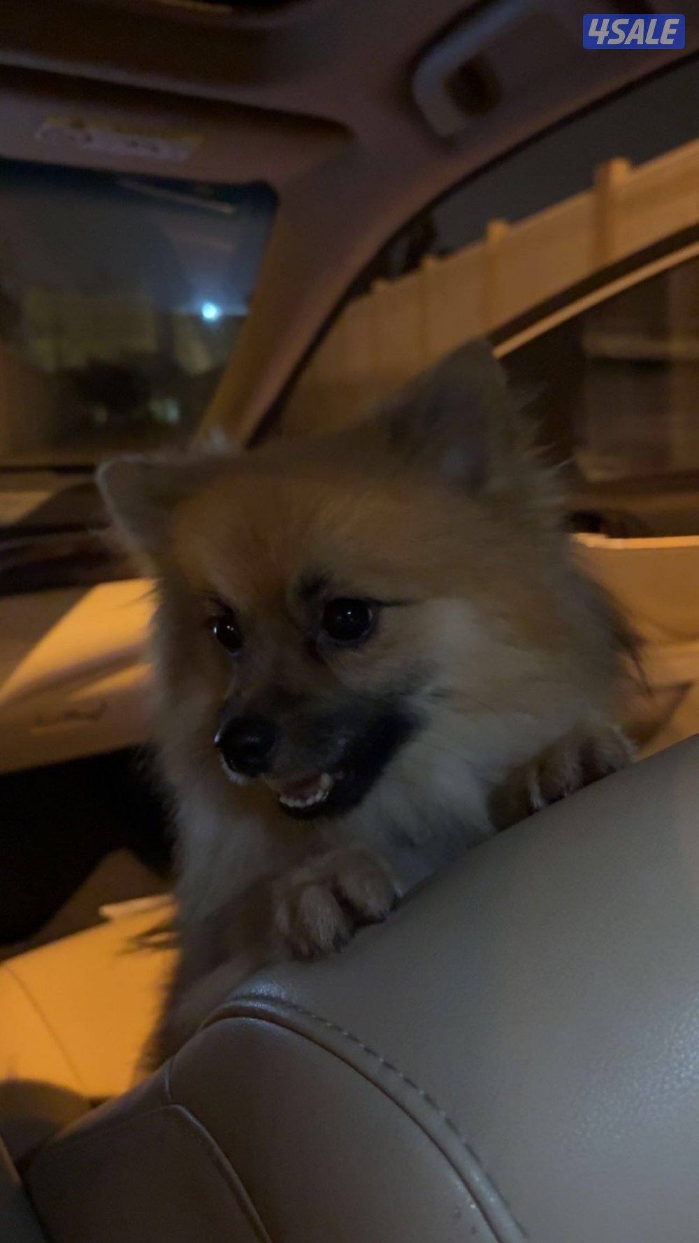 بومرينيان تي كب بيور ذكر عمر عشر شهور لعوب ومافي خوف سبب البيع سفر.0