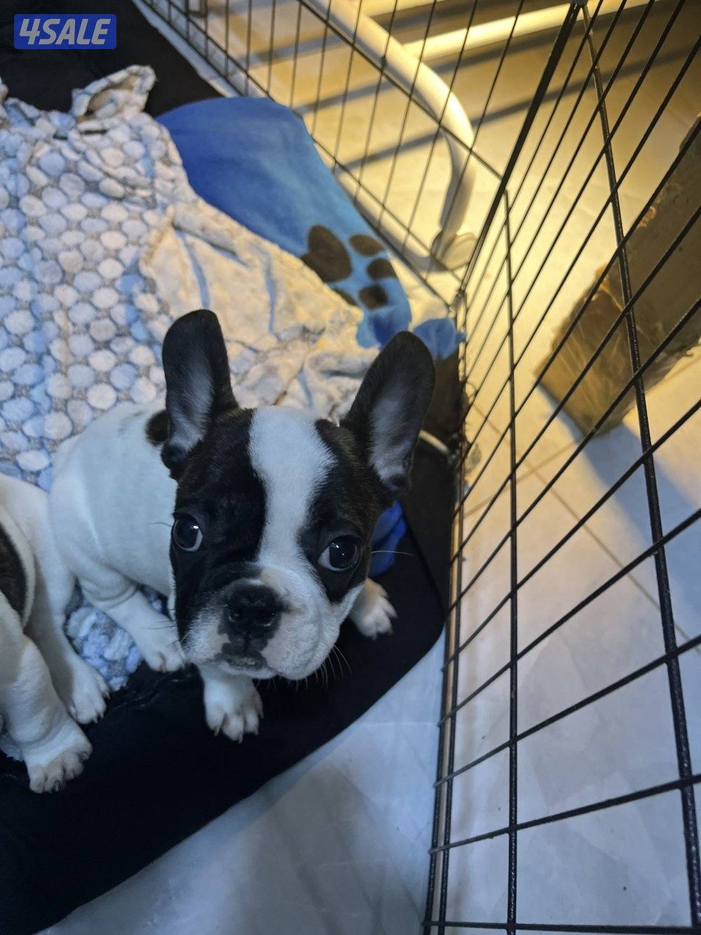 For sale French bulldog 2 months old . Details send message whatsup1