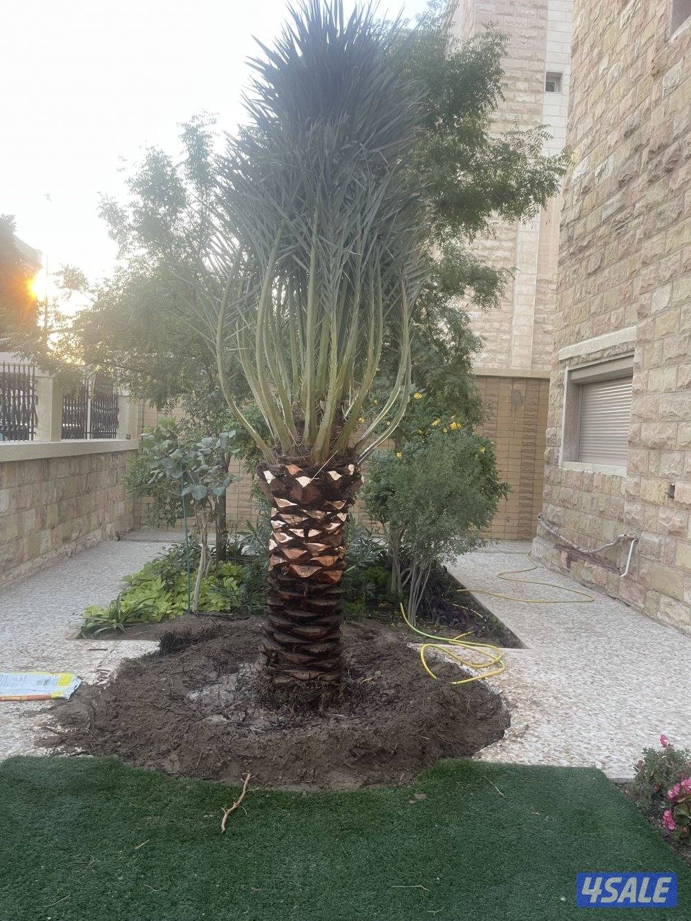 بوسعود الاهوازي لتنظيف وبيع وشرا النخيل جميع مناطق الكويت0