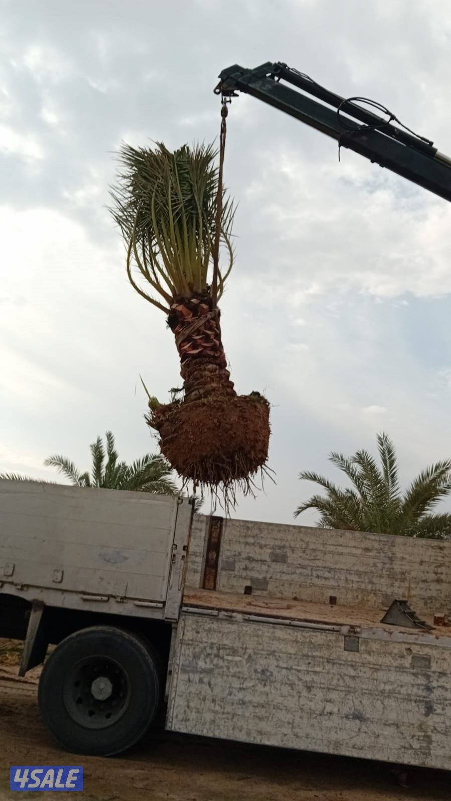 بوسعود الاهوازي لتنظيف وبيع وشرا النخيل جميع مناطق الكويت1