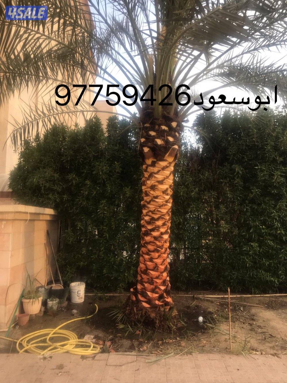 بوسعود الاهوازي لتنظيف وبيع وشرا النخيل جميع مناطق الكويت2