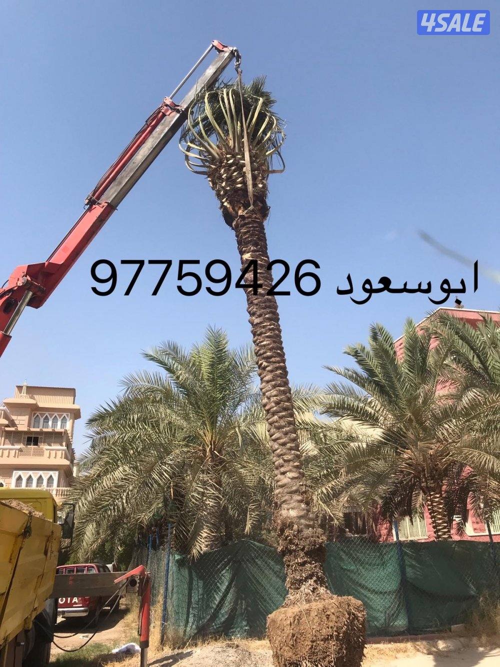 بوسعود الاهوازي لتنظيف وبيع وشرا النخيل جميع مناطق الكويت3