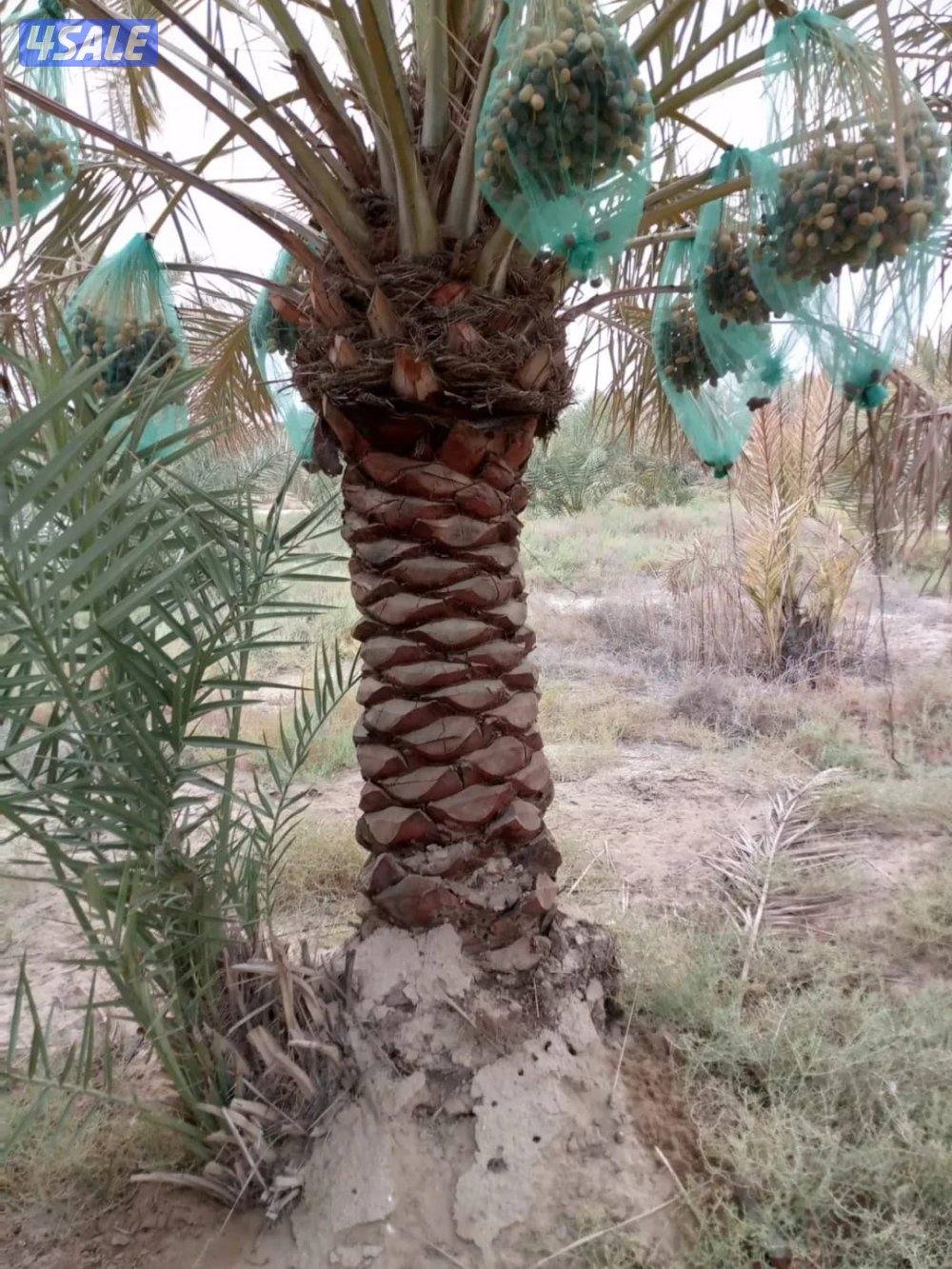 بوسعود الاهوازي لتنظيف وبيع وشرا النخيل جميع مناطق الكويت5