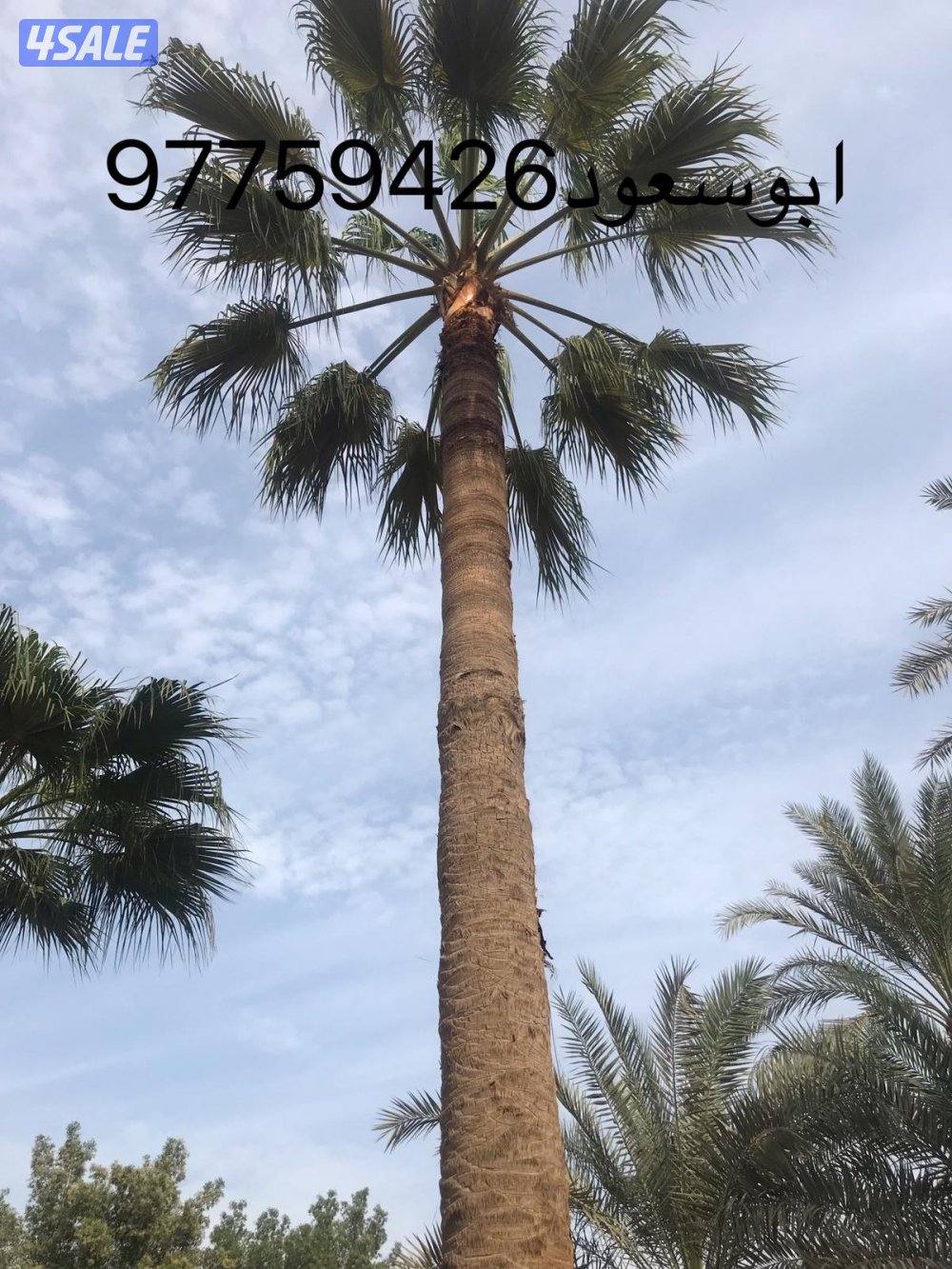 بوسعود الاهوازي لتنظيف وبيع وشرا النخيل جميع مناطق الكويت4