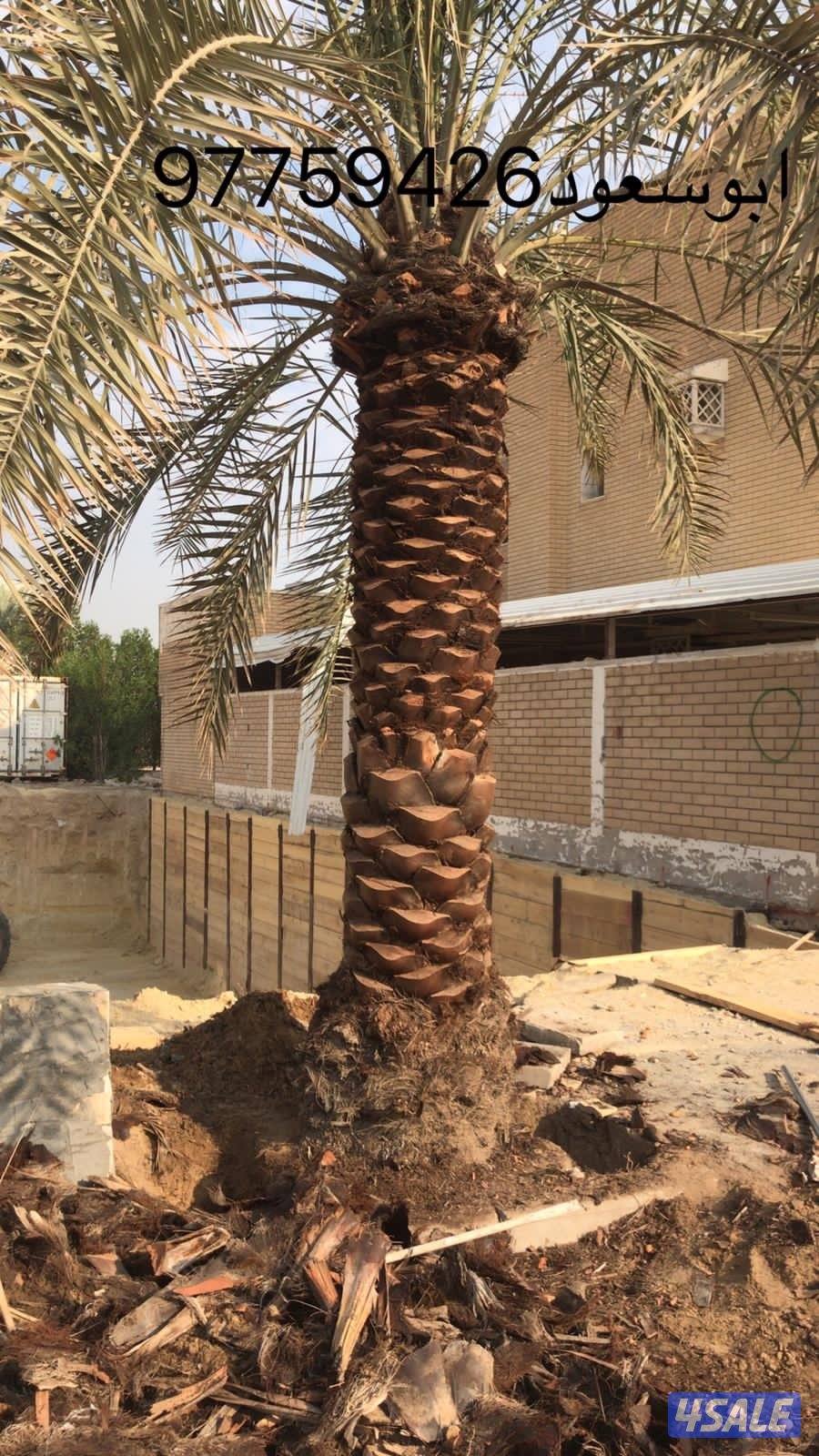 بوسعود الاهوازي لتنظيف وبيع وشرا النخيل جميع مناطق الكويت6