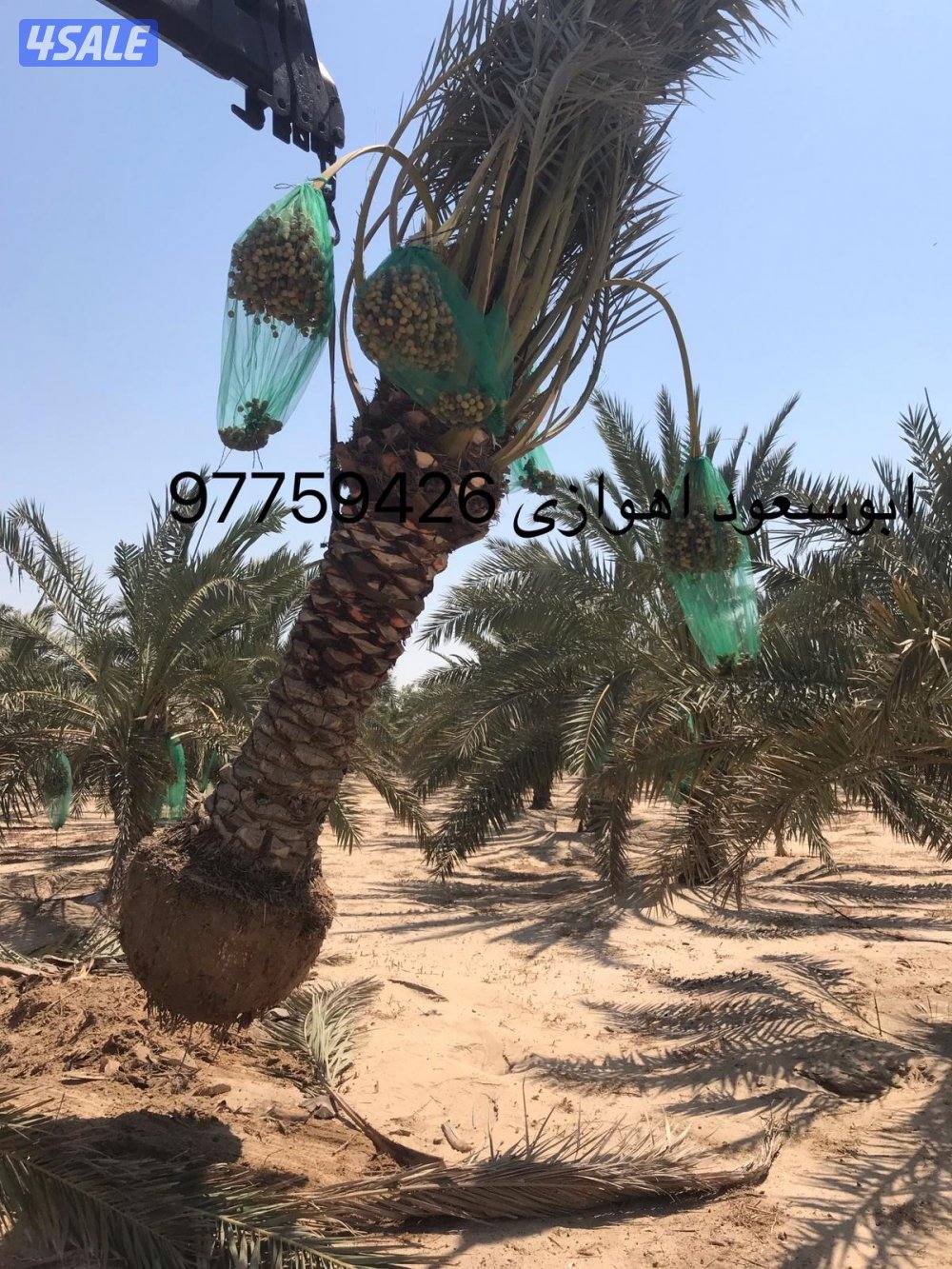 بوسعود الاهوازي لتنظيف وبيع وشرا النخيل جميع مناطق الكويت7