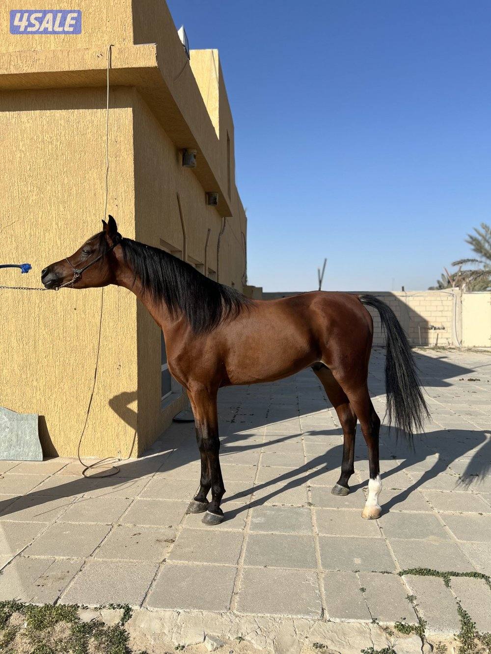 للبيع حصان دمه فاااخر مواليد ٣/٢٠٢٣ الحصان معسوف عساف طيب0