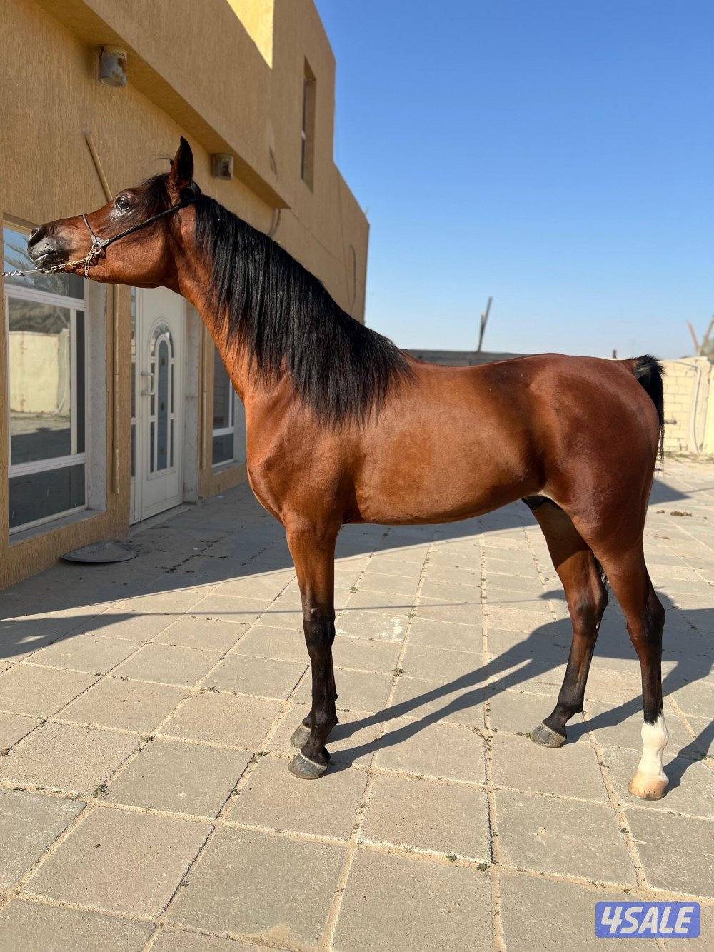 للبيع حصان دمه فاااخر مواليد ٣/٢٠٢٣ الحصان معسوف عساف طيب2