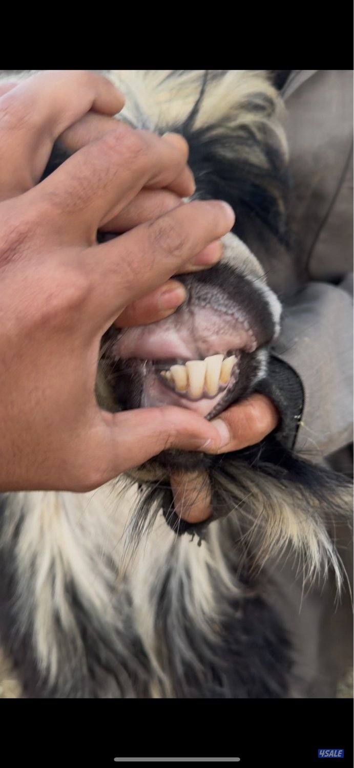 البيع عنزين وتيس0