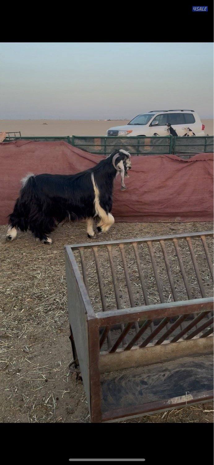 البيع عنزين وتيس1