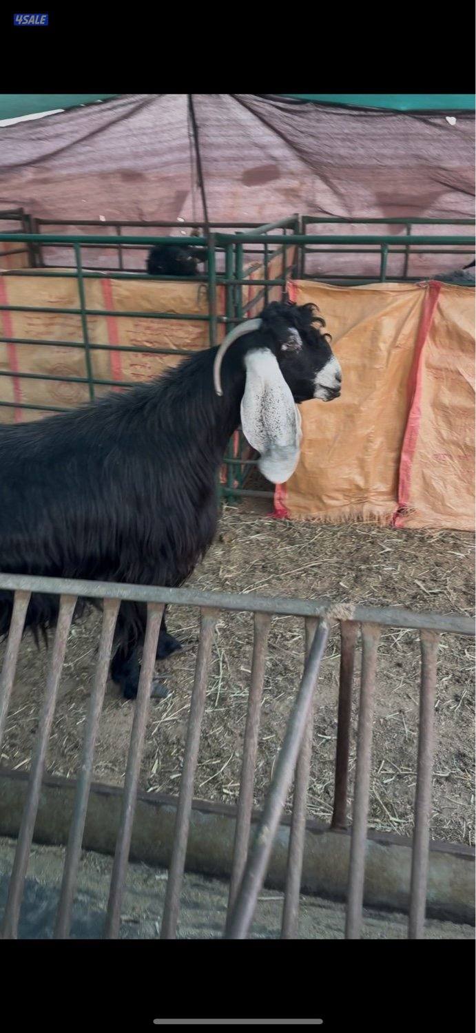 البيع عنزين وتيس2