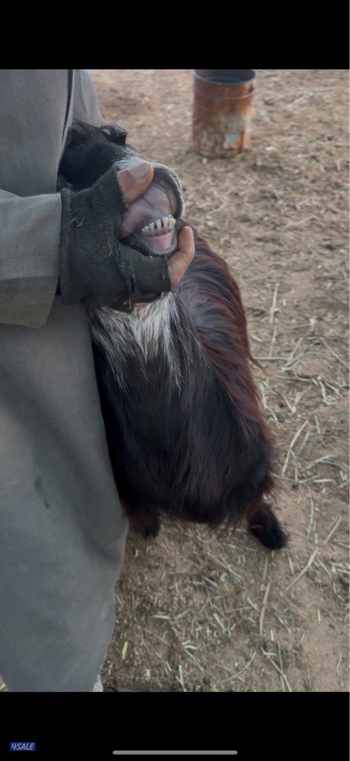 البيع عنزين وتيس4