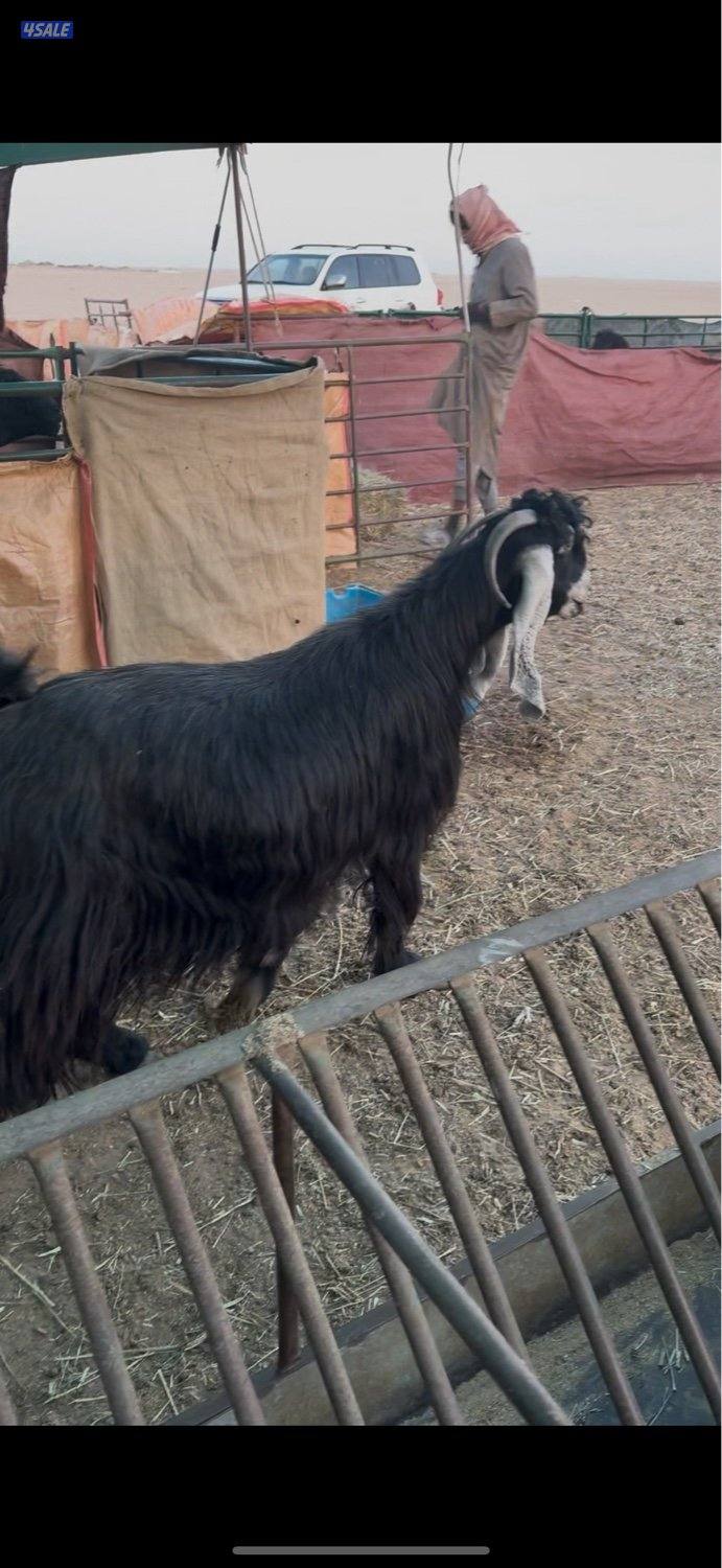 البيع عنزين وتيس3