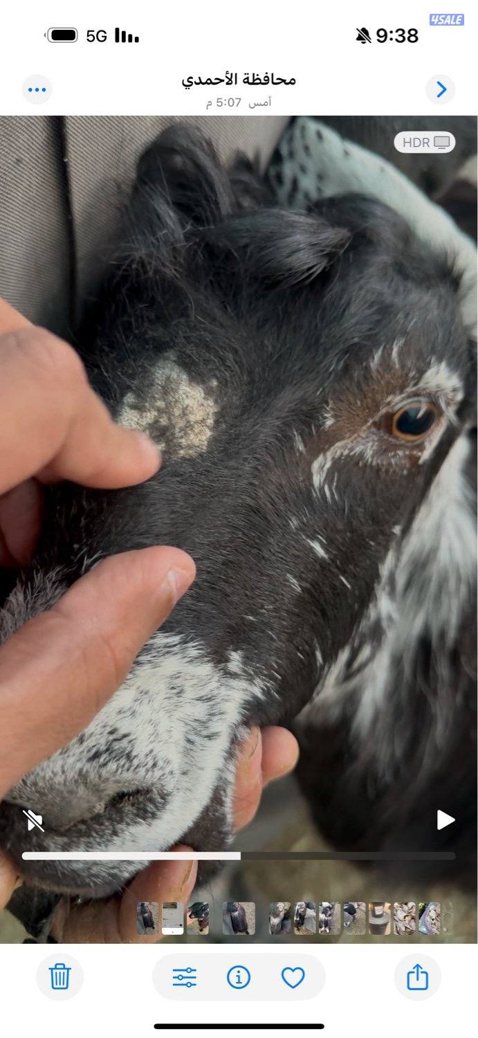 البيع عنزين وتيس5