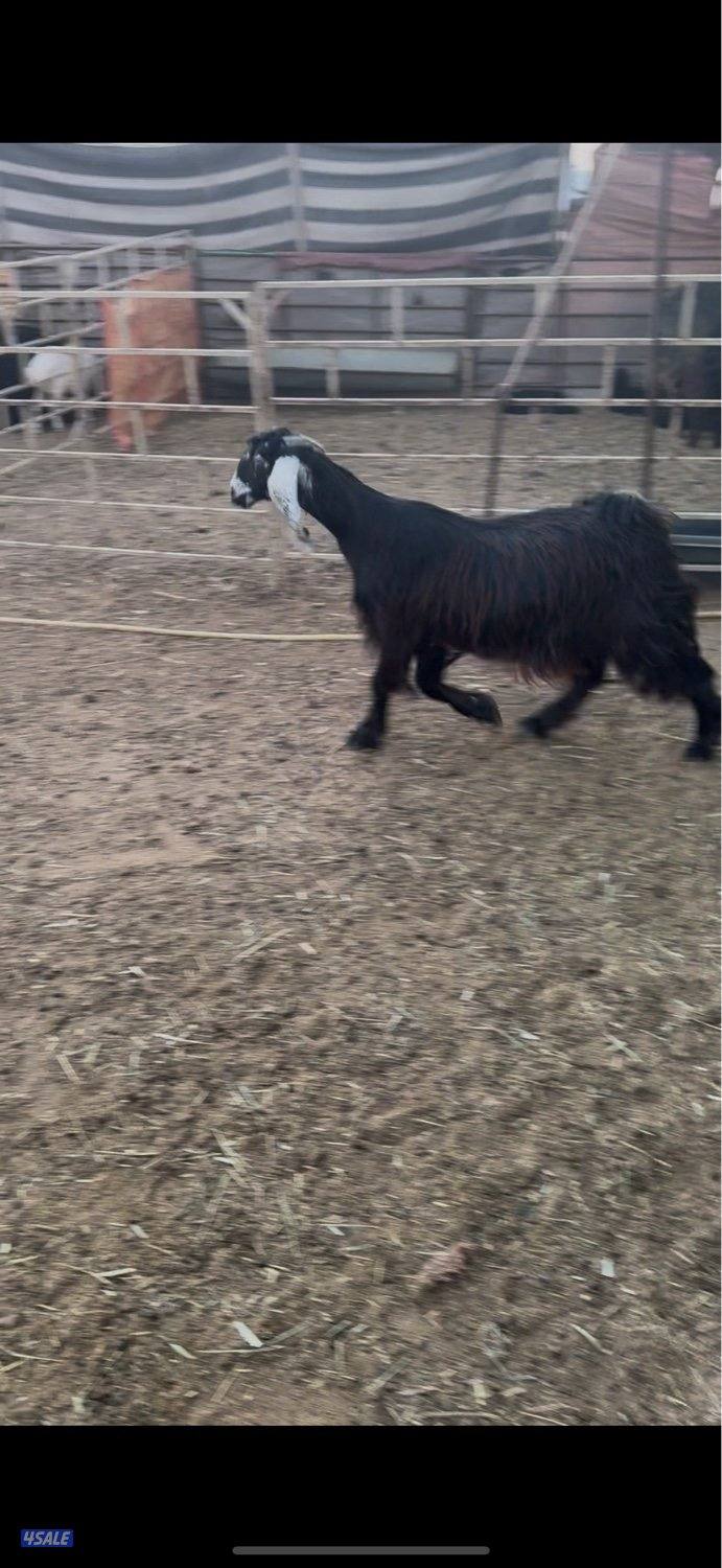 البيع عنزين وتيس6