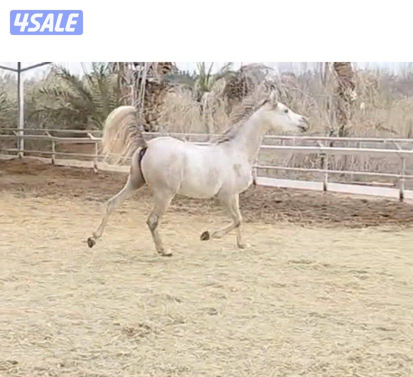 للبيع مهر مصري بيور سلم مواليد ٢٠٢٤0