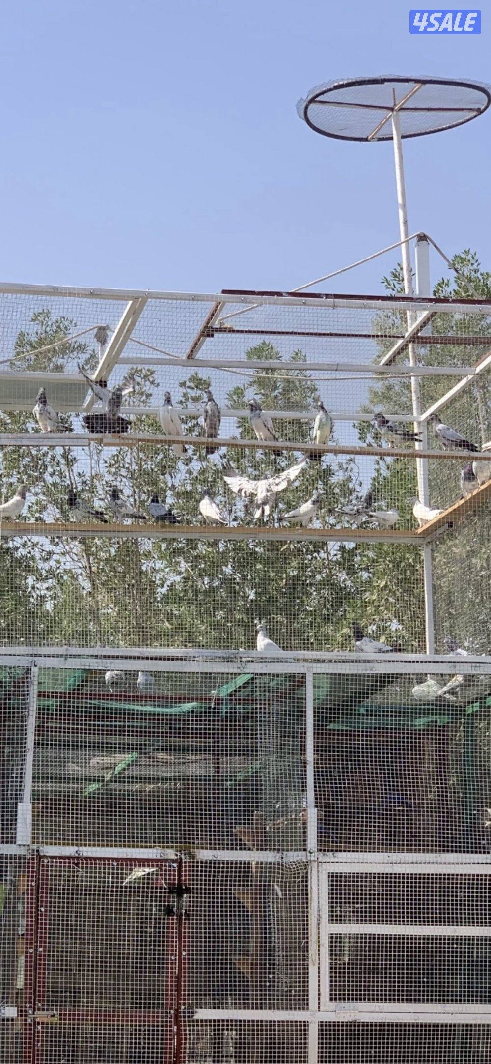 حمام بكستاني0