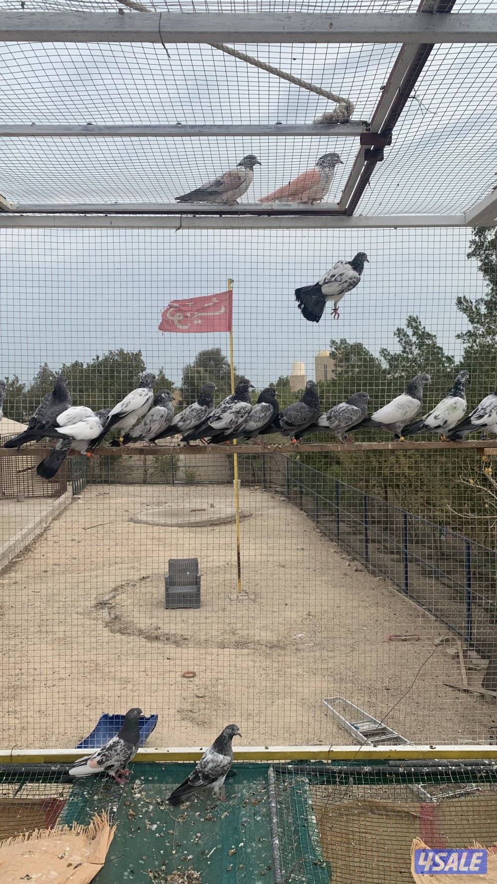 حمام بكستاني1