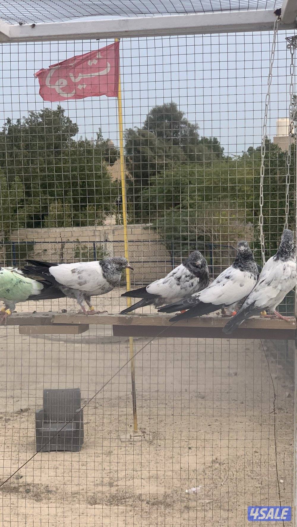 حمام بكستاني2