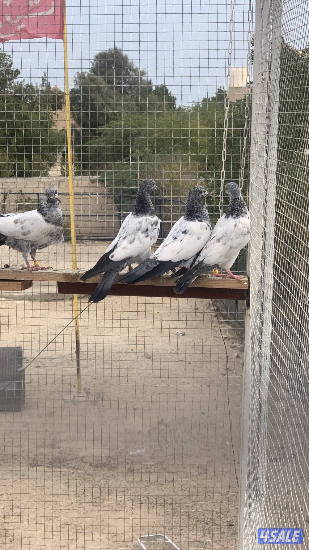 حمام بكستاني3