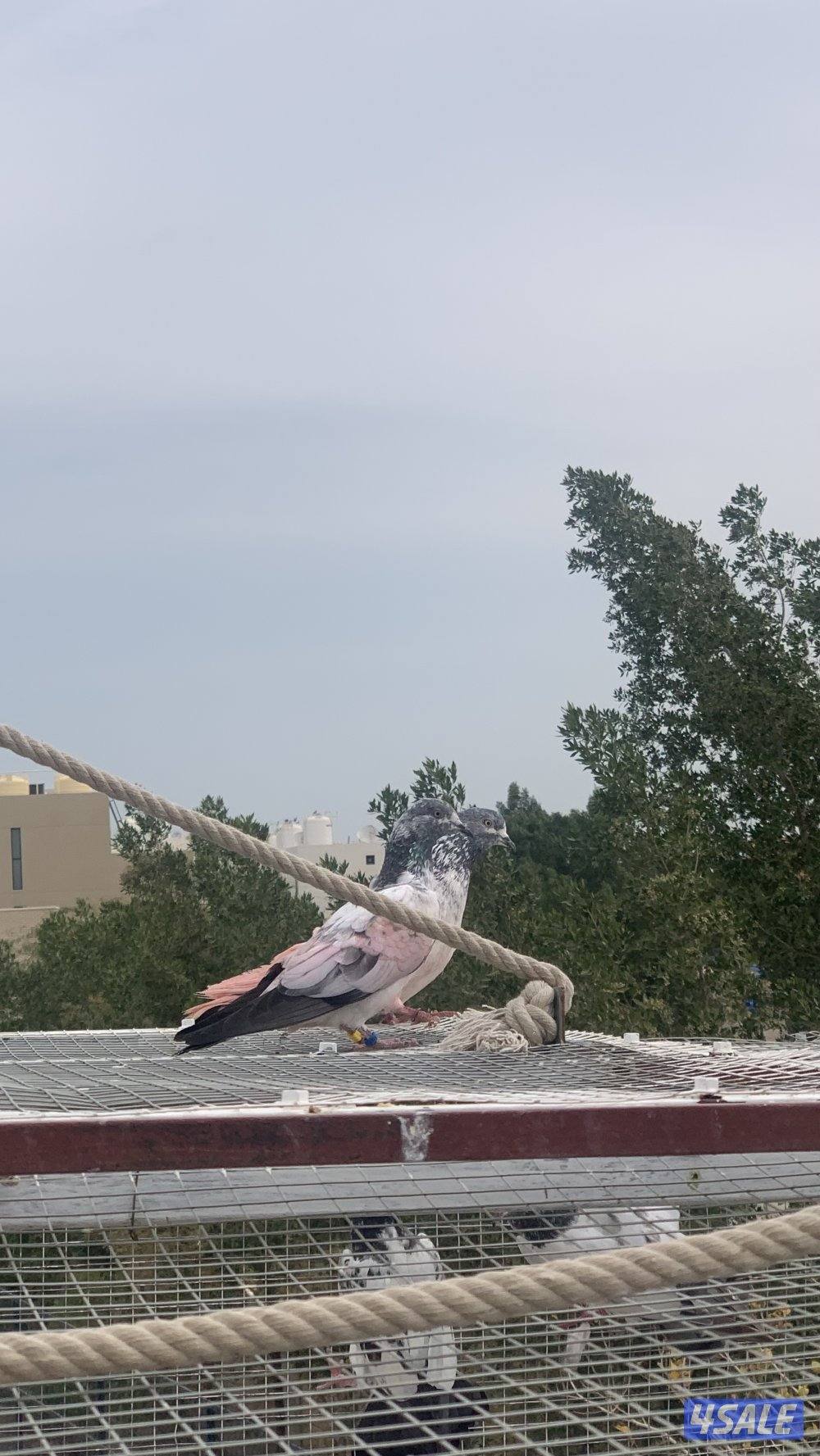 حمام بكستاني4