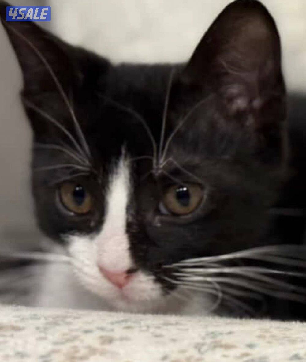 للتبني ذكر عمره شهرين ونص0