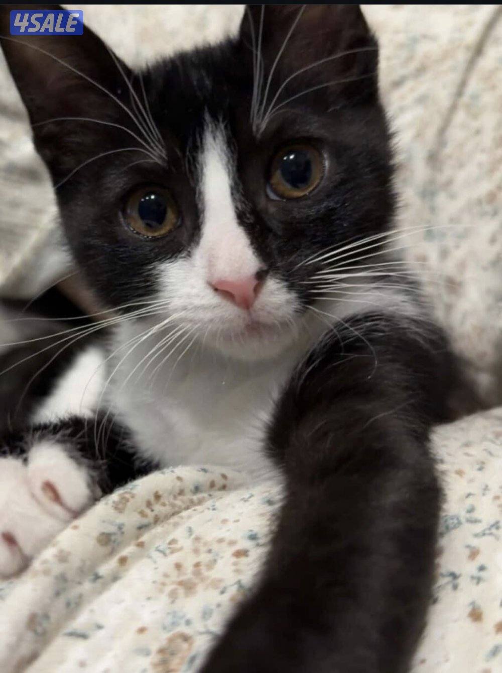 للتبني ذكر عمره شهرين ونص1